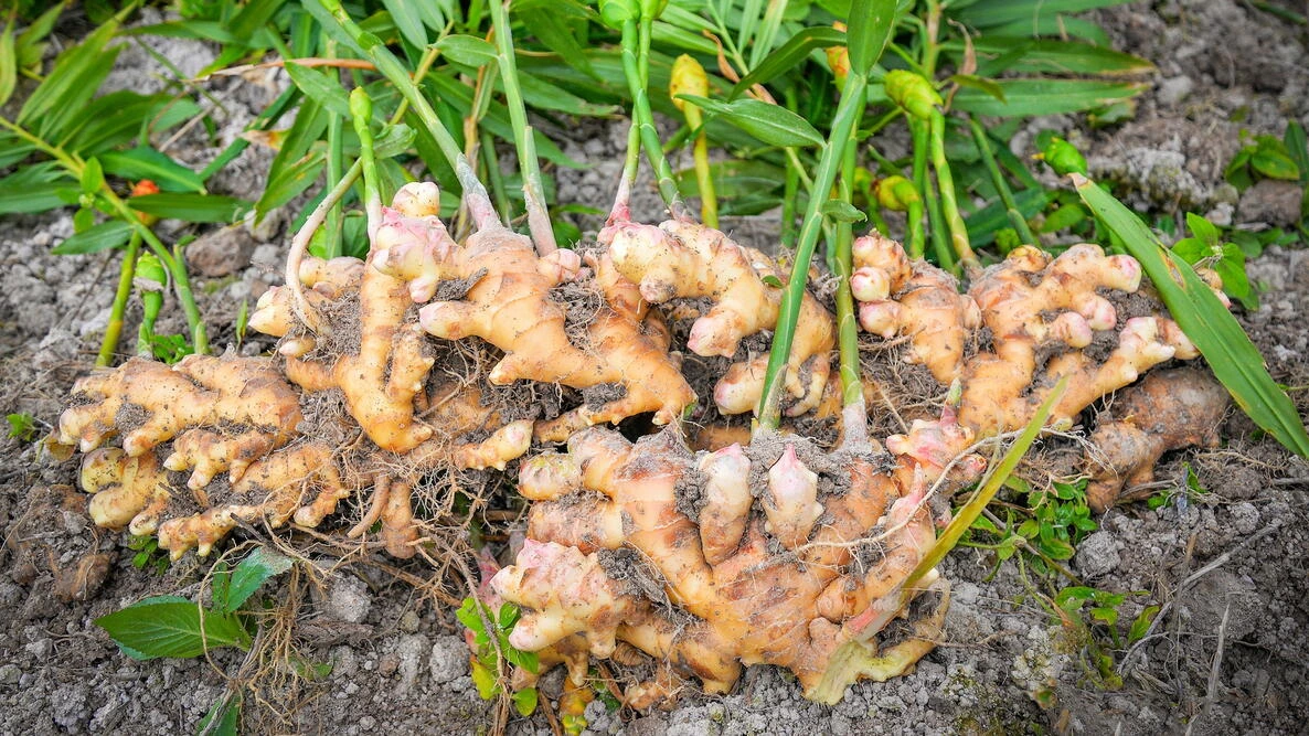 Ginger Root